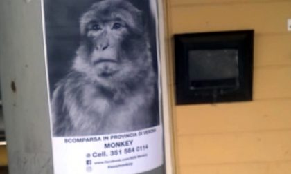 Una scimmietta si aggira nelle campagne del vicino Veronese?