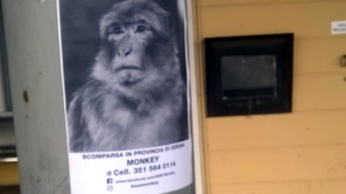 Una scimmietta si aggira nelle campagne del vicino Veronese?