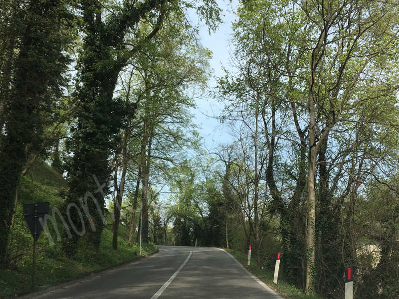 Brescia, sono quasi 4mila gli alberi piantati dal comune