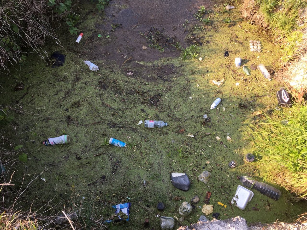 Perosso invaso dalla plastica