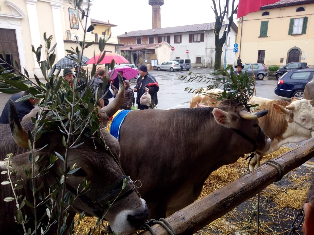 Festa del bue grasso a Palazzolo
