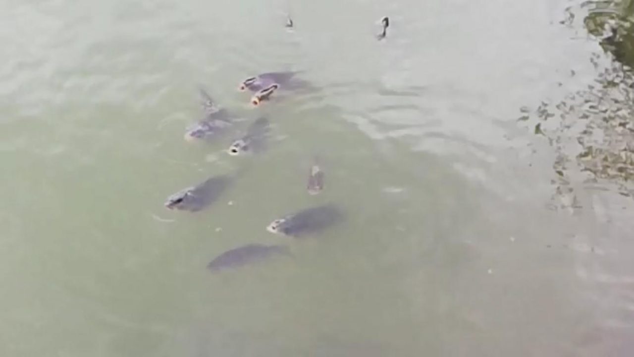 Allarme inquinamento per i pesci del ganfo Riel di Sirmione