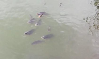 Allarme inquinamento per i pesci del ganfo Riel di Sirmione