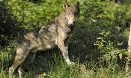 Il cane salvato nella roggia a Lonato è un giovane lupo italiano