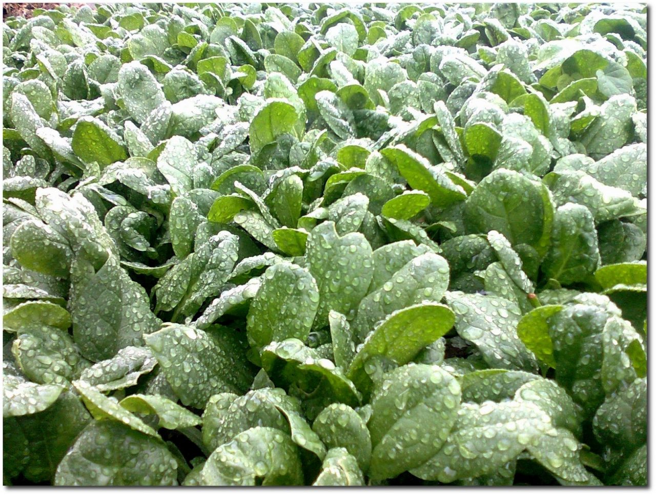 Maltempo, manna per campi lombardi dopo un inverno con piogge dimezzate