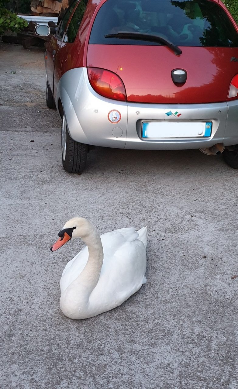 Cigno cade dal cielo e colpisce l’auto di un giovane monteclarense