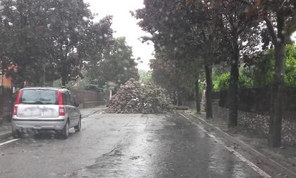 Maltempo, temporale violentissimo tra Bassa Bresciana e Alto Mantovano: alberi sradicati e pericolo sulle strade