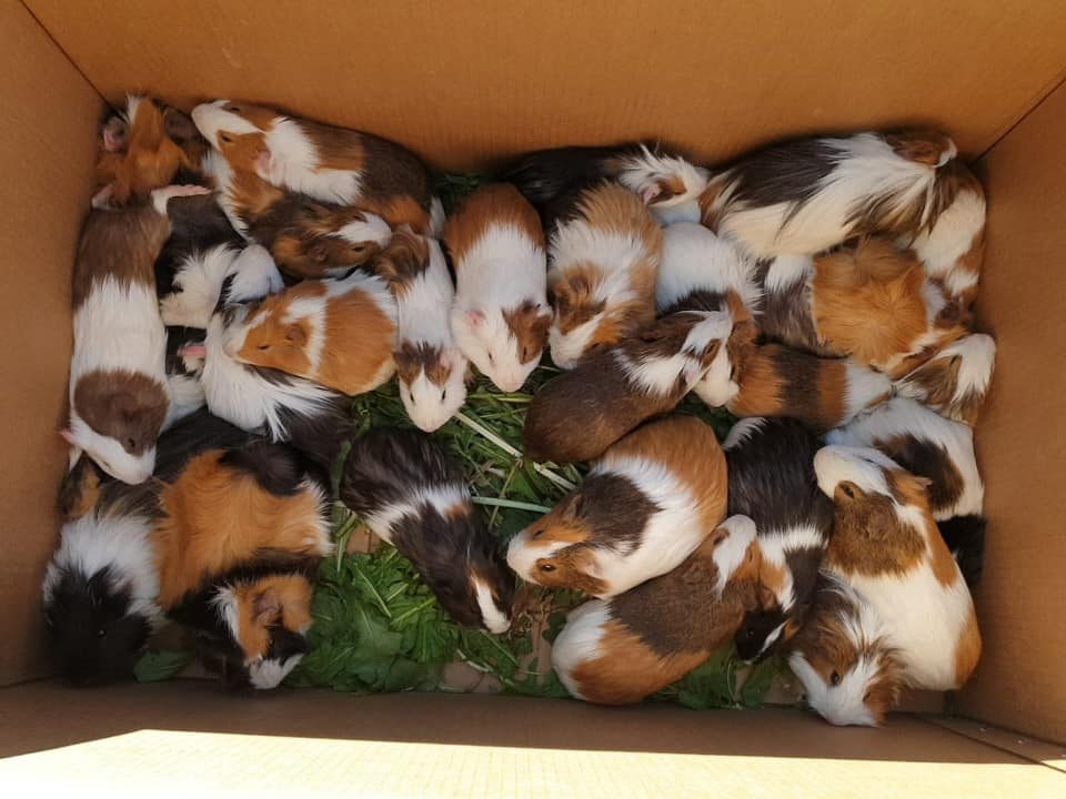 83 porcellini d’India sono stati abbandonati a Passirano