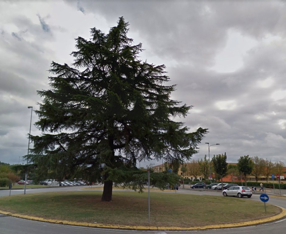 Tagliato un secolare cedro del libano a Castiglione