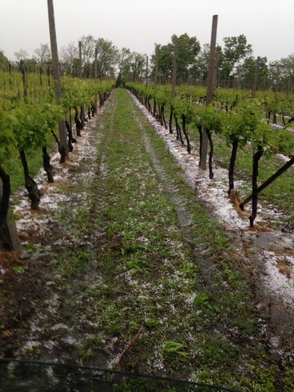 La Coldiretti fa la conta dei danni della tempesta