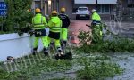 Ancora vento e alberi caduti nell'Alto Mantovano