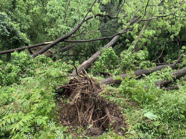 Ripiantumazione in arrivo a Castiglione delle Stiviere, dopo la caduta di oltre 100 alberi l'amministrazione pensa a un piano per nuovi alberi