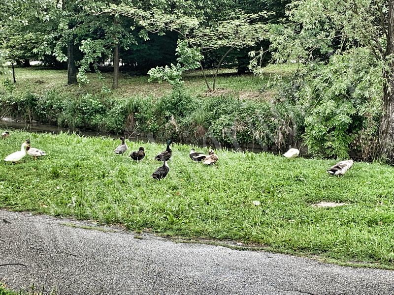 Furti di uova nel parco delle anatre