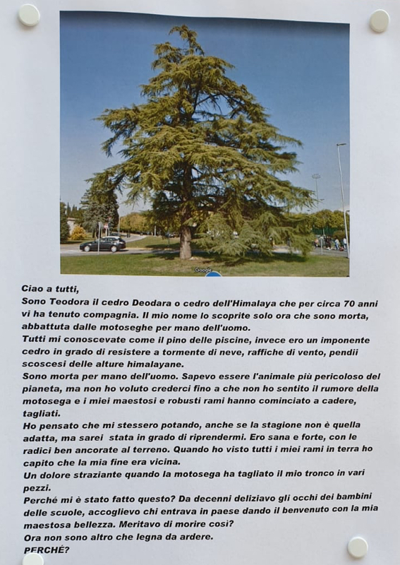 Nuova polemica per il Cedro del Libano