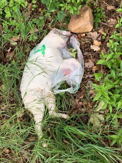 Gatto morto nella plastica 
