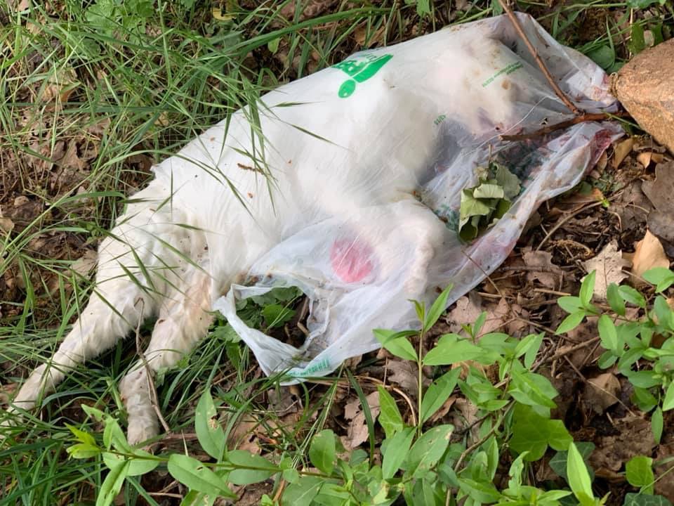 Orrore nelle campagne di Castiglione delle Stiviere