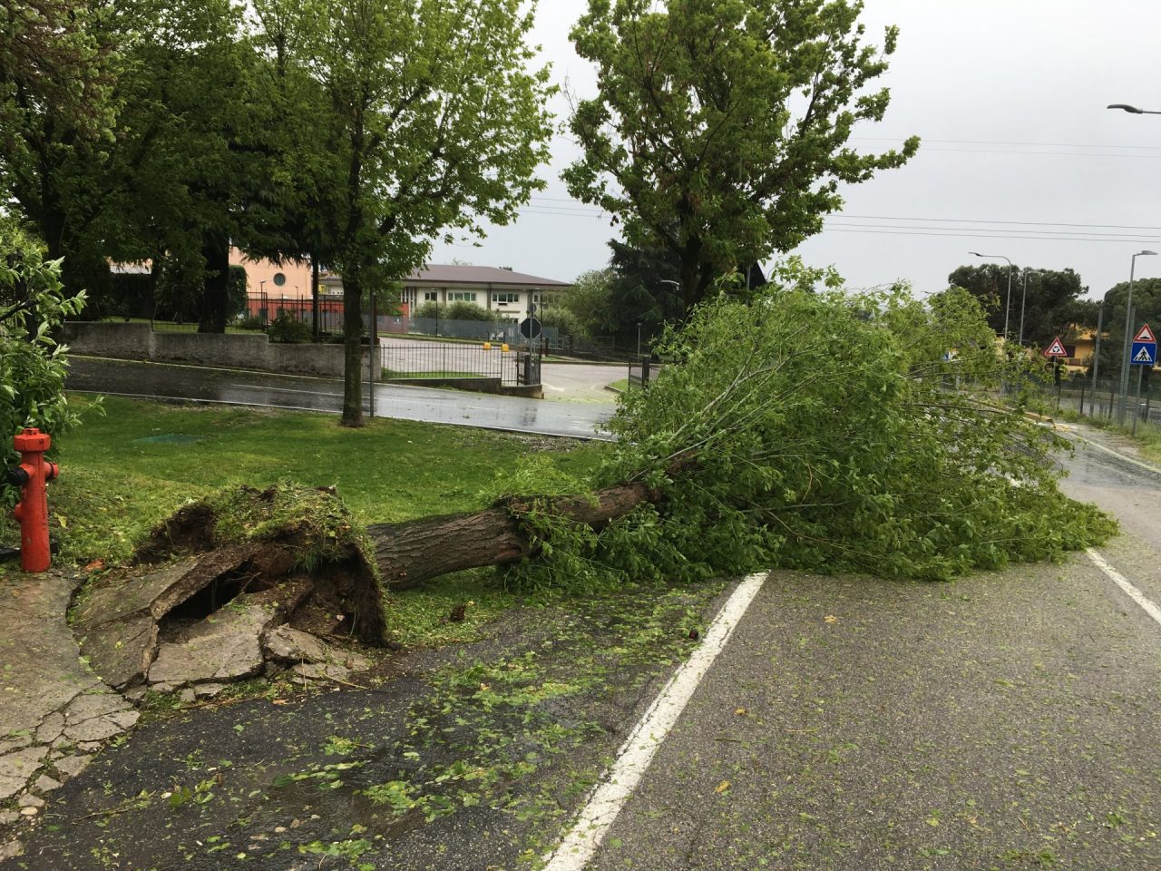 Ripiantumazione in arrivo a Castiglione delle Stiviere