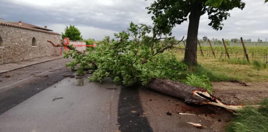 Alberi caduti: si attiva la Protezione Civile e la polizia di Pozzolengo