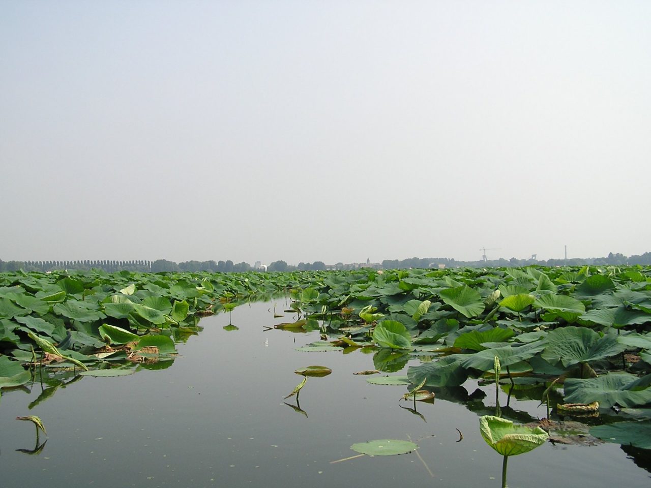 Al via il contenimento dei fiori di loto nel parco del Mincio