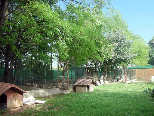 Al Canile di Calcinatello è tornata l’acqua, salvi i pelosi del San Rocco