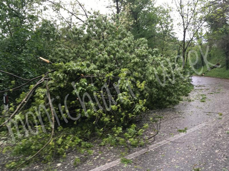 Allagamenti e piante sradicate a Castiglione