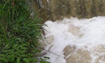 Moria di pesci nella roggia Cesaresca