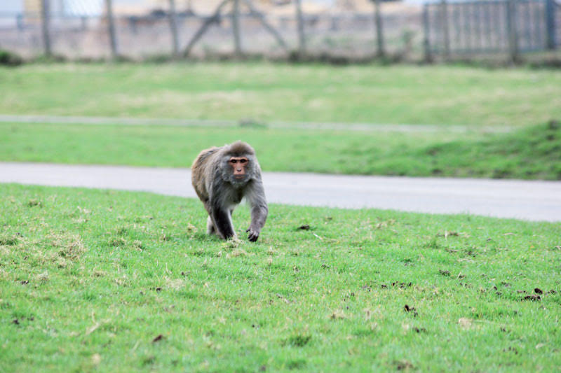 #sosmonkey: dopo diverse settimane l’animale non sarebbe stato ancora ritrovato