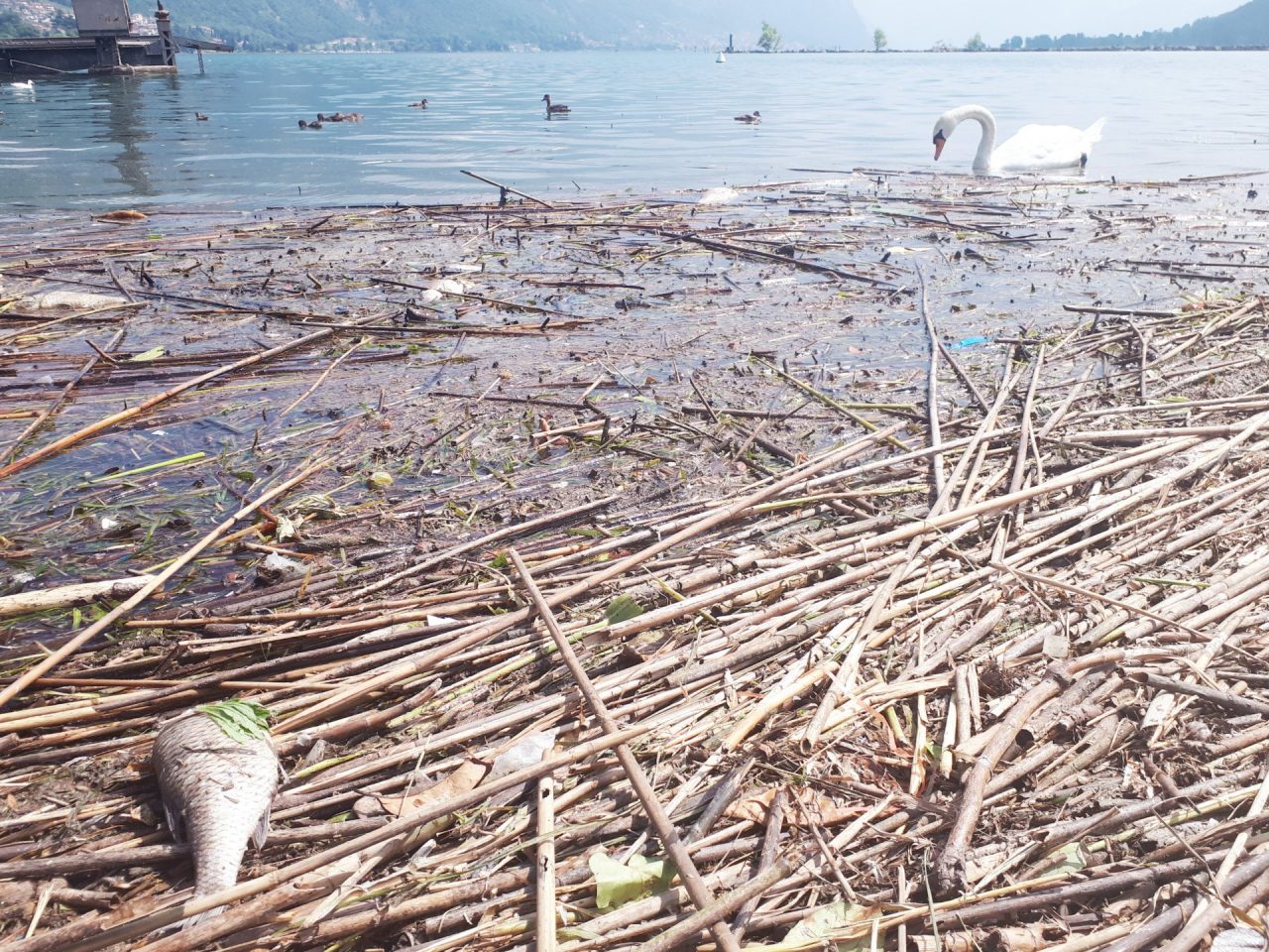Moria di pesci a Paratico ora le indagini sono in corso