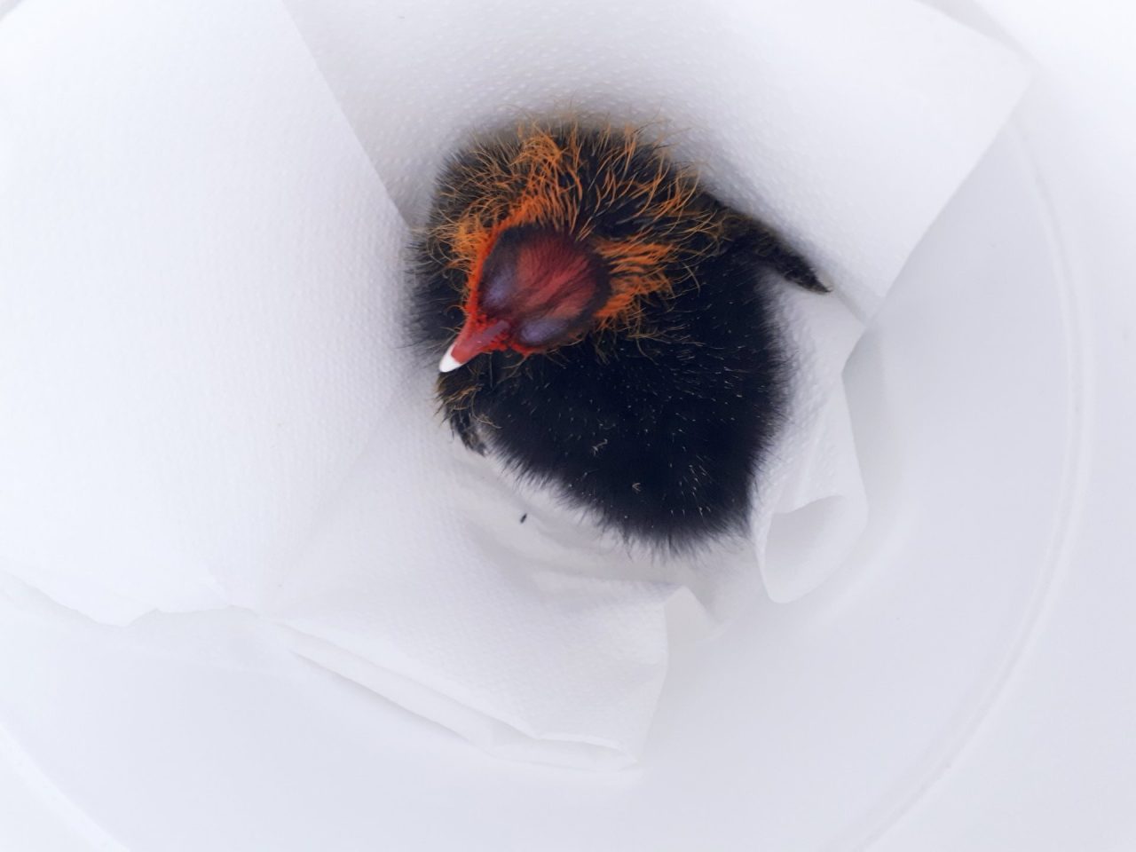 Un salvataggio in extremis per il piccolo di Folaga a Paratico