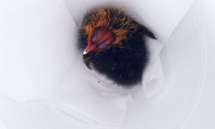 Un salvataggio in extremis per il piccolo di Folaga a Paratico