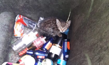Intrappolato nel bidone dello sporco: salvato un gattino a Mairano