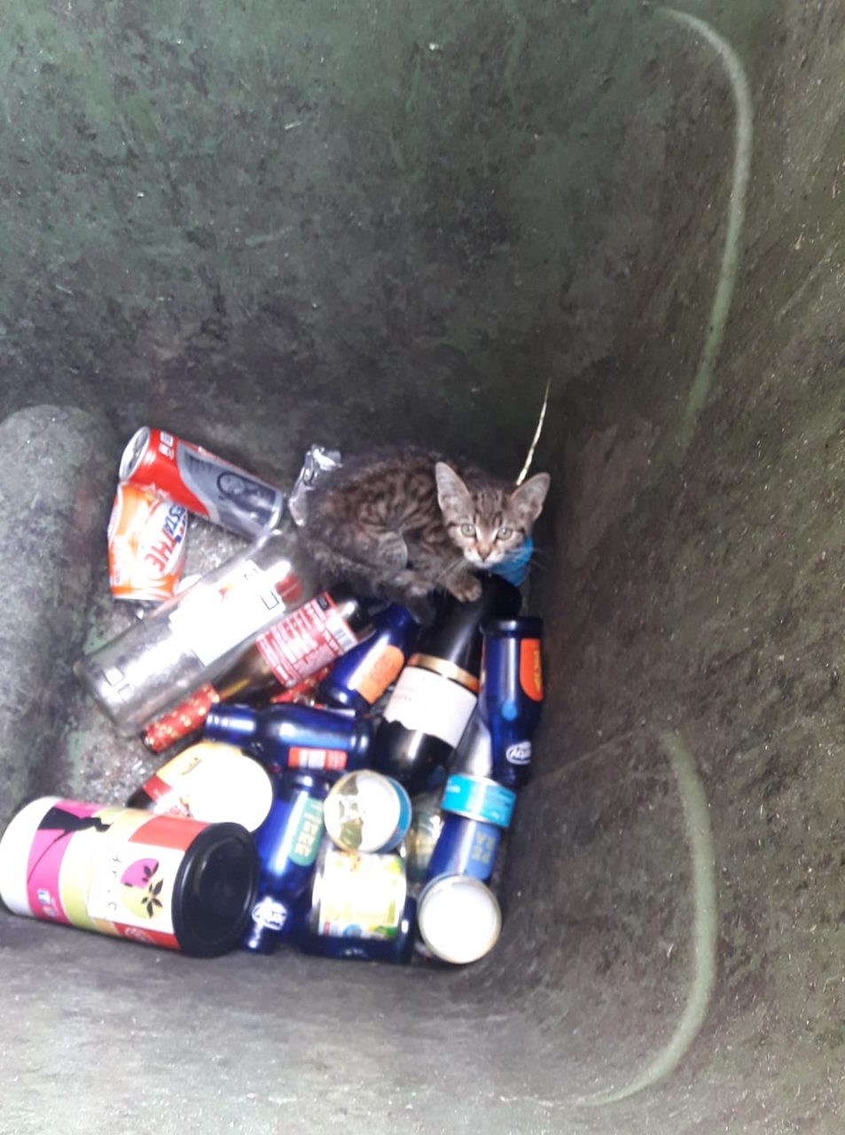 Intrappolato nel bidone dello sporco: salvato un gattino a Mairano