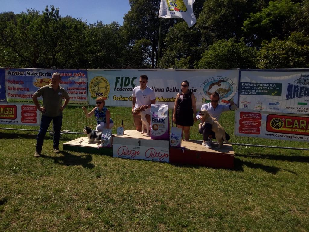 Sesta esposizione cinofila a Palazzolo sull’Oglio VIDEO