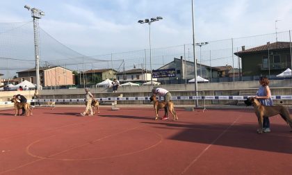 Eccellenze a quattro zampe all'Expo canino di Castelcovati