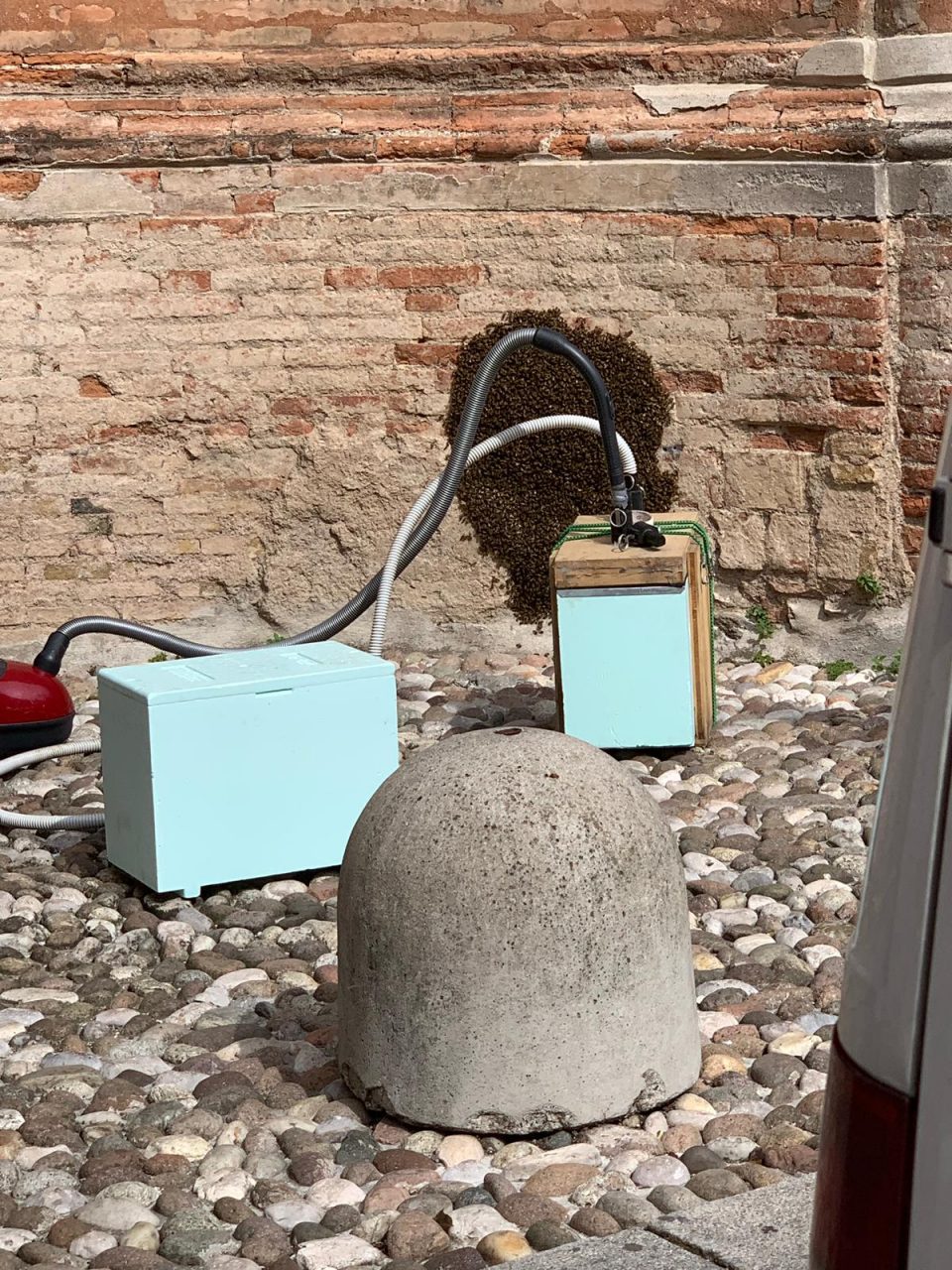 Sciame di api dietro il Duomo: apicoltore in azione a Chiari