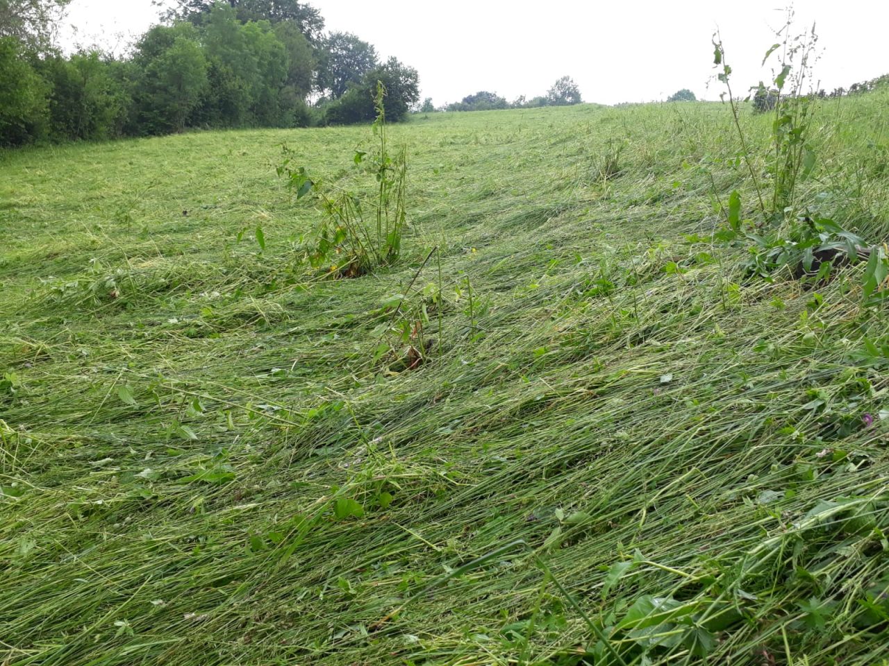 Danni del maltempo: coltivazioni distrutte