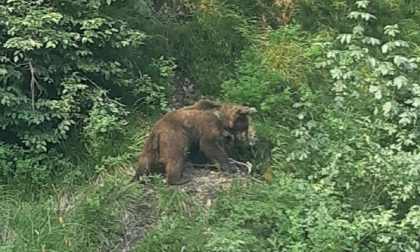 Avvistato un orso nel Parco Naturale Alto Garda