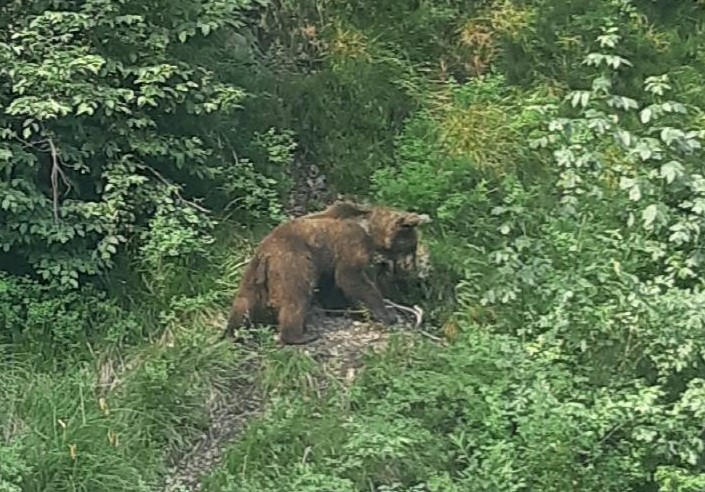 Avvistato un orso nel Parco Naturale Alto Garda