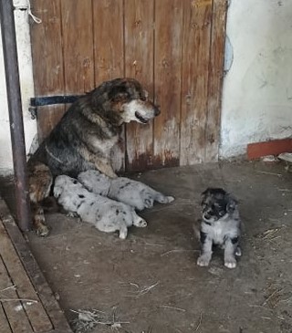 Due cani trovati morti, una ripicca per l’affitto di terreni?
