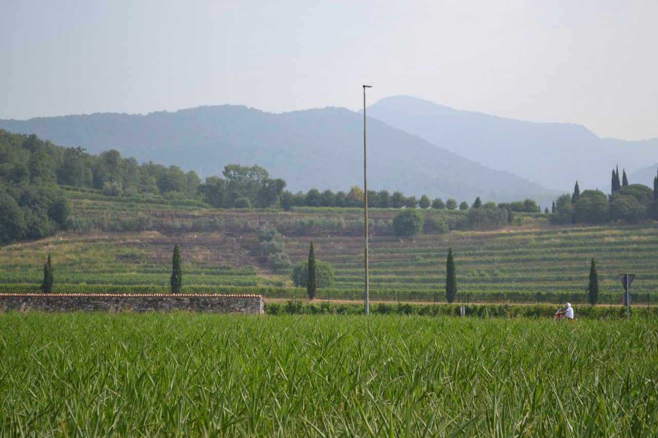 Bruciati 3mila metri quadrati di vigneti: si segue la pista del dolo FOTO