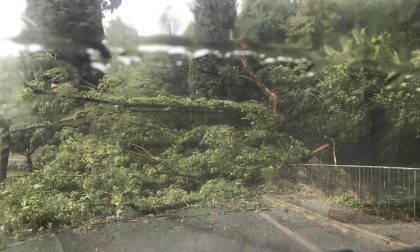 Maltempo: alberi crollati a Puegnago e strada allagata a Polpenazze