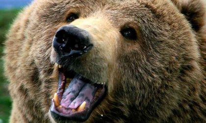 Cucciolo d'orso avvistato nel Bresciano, stupore e preoccupazione tra gli abitanti