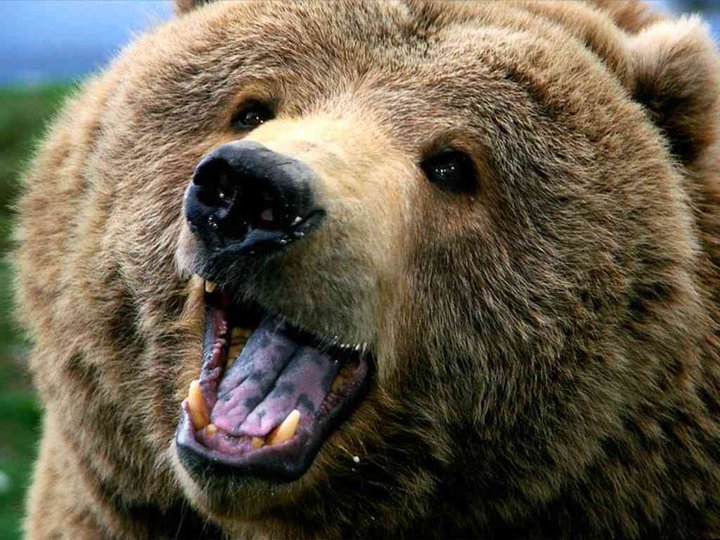 Cucciolo d’orso avvistato nel Bresciano, stupore e preoccupazione tra gli abitanti