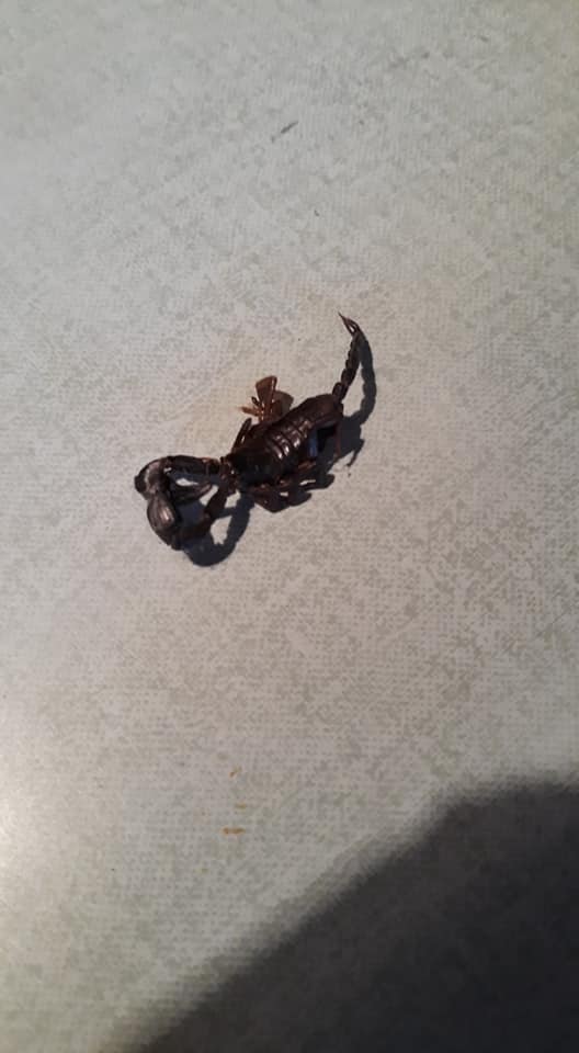 Ragni e scorpioni, i volontari bonificano la torre