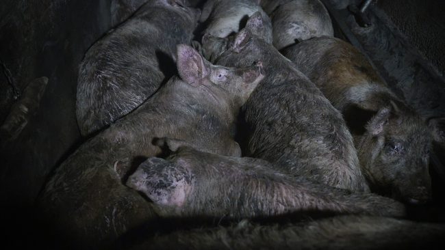 Allevamento lager nel manerbiese, Animal Equality: “L’industria mente sapendo di mentire”