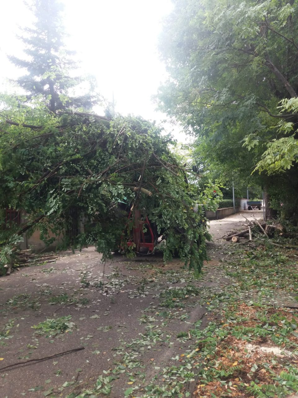 Piante pericolanti, chiusa a Montirone via Molinara