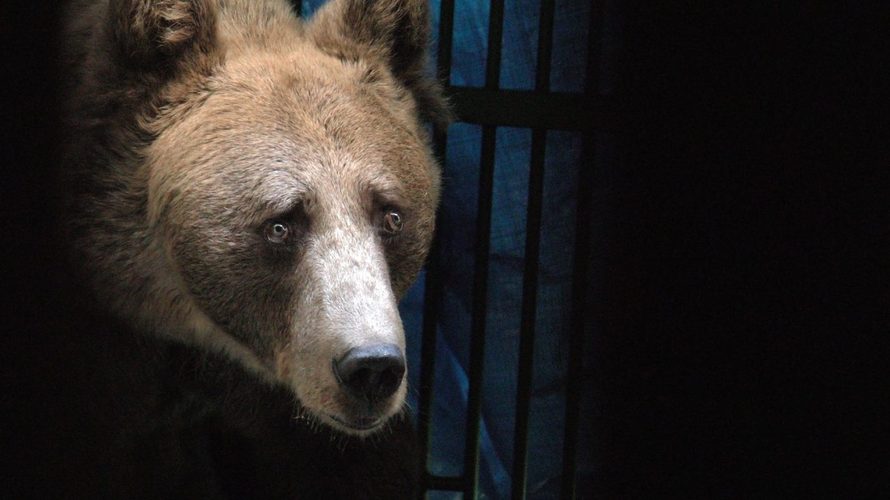 Arrivati due orsi all’Aprica VIDEO