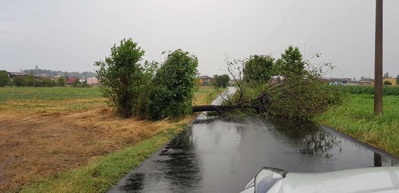 Vigili del Fuoco in azione sulla statale 343. Alberi caduti sulla strada all’altezza di Carpenedolo