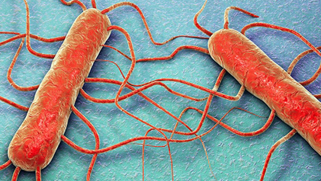 Nuovo allarme listeria, questa volta dalla Spagna