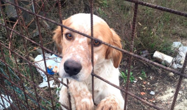 Regione Lombardia: a breve provvedimento da 1,2 milioni contro il randagismo